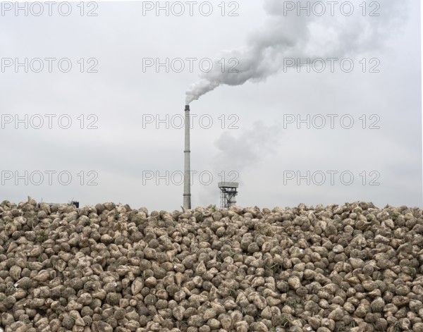 Sugar beet (Beta Vulgaris) as a beet bunker lying on a long pile in the field in front of the Südzucker factory in Plattling, sugar refinery