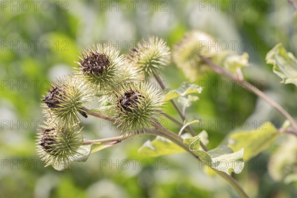 Greater burdock (Arctium lappa), close-up of fruit stand, Velbert, North Rhine-Westphalia, Germany, Europe