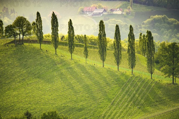 South styria vineyards landscape, near Gamlitz, Austria, Eckberg, Europe. Grape hills view from wine road in spring. Tourist destination, travel spot, Europe