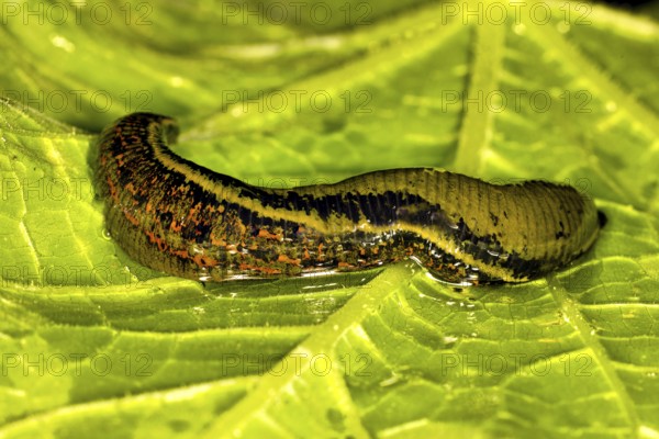Medicinal leech (Hirudo medicinalis) covered with blood lying on a green leaf