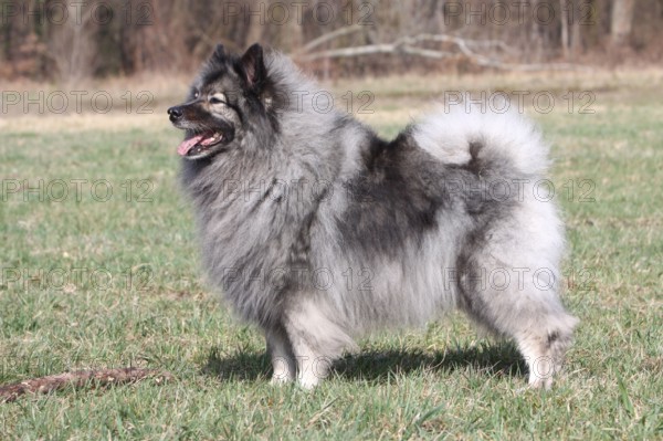 Wolfsspitz, Wolfspitz, lateral