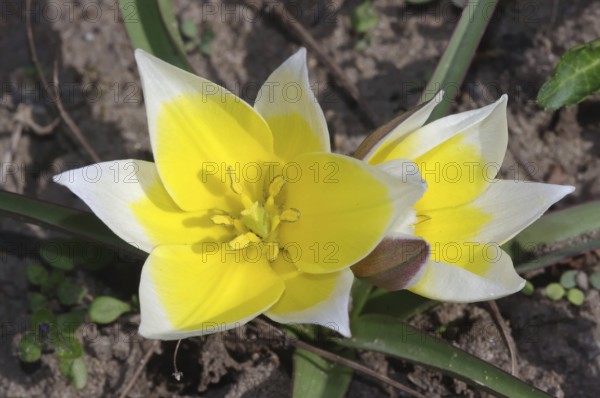 Wilde Tulpe (Tulipa sylvestris)