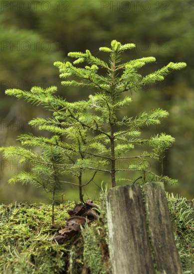 A small tree grows on an old tree stump - new things come into being old things pass away. A small tree grows on an old tree stump. New things are created, old things go by