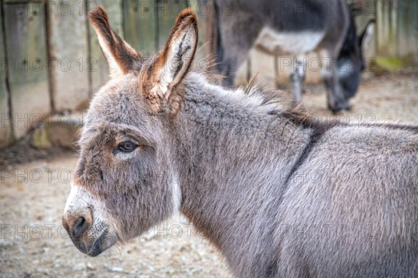 A donkey (Equus asinus) standing sideways in an enclosure with other animals in the background, Eisenberg, Thuringia, Germany, Europe