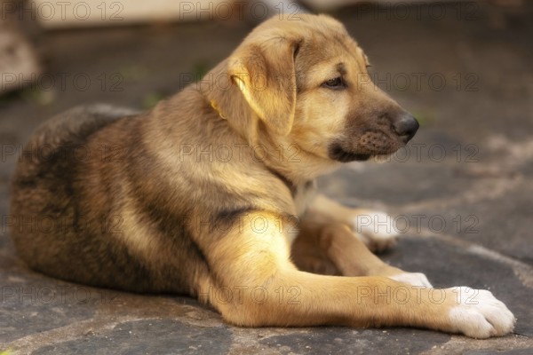 Dog puppy with sad eyes lying in the shelter, waiting for adoption, close-up portrait