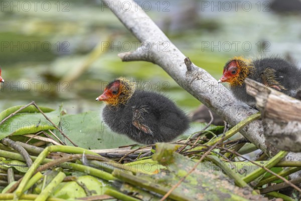 Eurasian Coot (Fulica atra) chicks waiting for food. Bas Rhin, Alsace, France, Europe