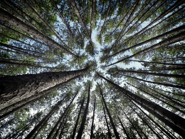 Artistic abstract image of tall pine forest tree tops over blue sky, Muskoka, Ontario, Canada, North America