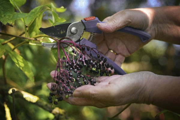 Hands harvesting elderberries with garden shears in autumn for cooking healthy juice, jelly or soup, copy space, selected focus, narrow depth of field