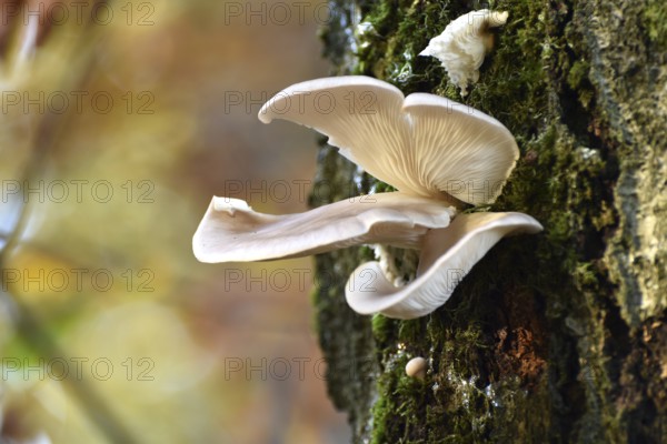Oyster mushrooms (Pleurotus ostreatus) on a tree in autumn forest of the Hunsrück-Hochwald National Park, Rhineland-Palatinate, Germany, Europe