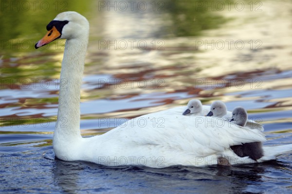 Mute swan (Cygnus olor) with young fledglings on the back, Hump swan with young fledglings on the back