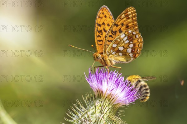 Closeup macro shot of a beautiful colourful Dark Green Fritillary butterfly and bee on a thistle flower with scenic sun rays
