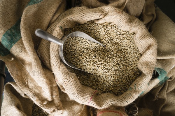 A big metal scoop in the raw coffee seeds sack
