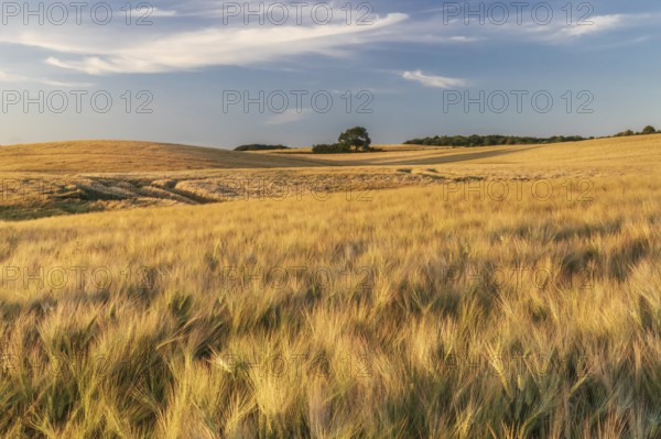Field of barley in evening light near Ulsnis in Angeln in Schleswig-Holstein, Germany. Field of barley in evening light near Ulsnis in Anglia, Schleswig-Holstein, Germany. Agricultural landscape
