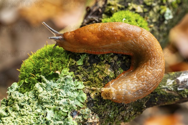 Slug (Spanish slug, Arion vulgaris) crawling on a moss-covered branch with lichens, detailed close-up, North Rhine-Westphalia, Germany, Europe