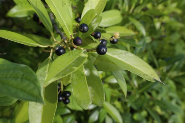 Laurel cherry (Prunus laurocerasus), poisonous plant, Schwäbisch Hall, Hohenlohe, Heilbronn-Franken, Baden-Württemberg, Germany, Europe