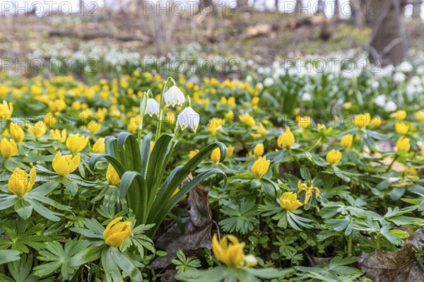 Early bloomers Winter aconites and spring snowflakes Zehling nature reserve Ballenstedt