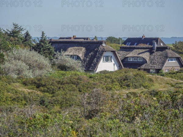 Thatched houses embedded in green vegetation in sunny weather, langeoog, germany