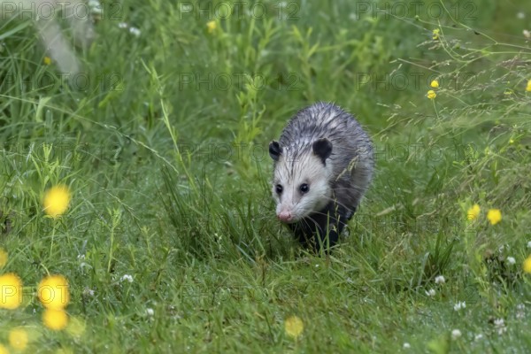 Opossum is native American animal