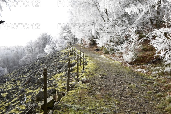 Hiking trail along the Mörschieder Burr in the Hunsrück-Hochwald National Park with hoarfrost and sun, Rhineland-Palatinate, Germany, Europe
