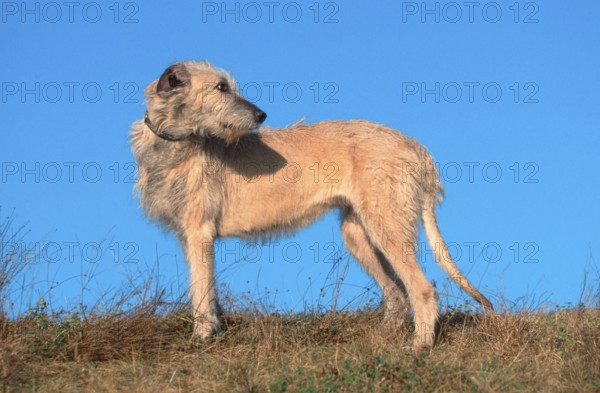 Irish Wolfhound, page