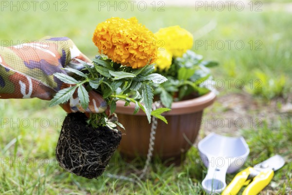 Yellow and orange marigold seedlings with roots are prepared for planting in the open ground in spring. Unpretentious garden flowers in the hands of a gardener, flower bed and yard care