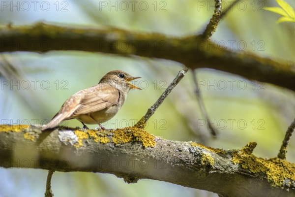 The nightingale sings, having opened a beak, sitting on a branch in a nature reserve in the Camargue