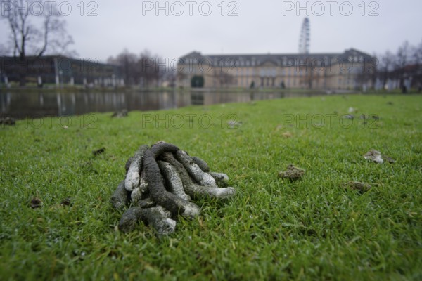 Goose droppings on the banks of the Eckensee, wild goose problem, wild geese, wild goose, Nile goose, Nile geese, bird droppings, disgust, droppings, waterfowl, ducks, geese, pond, castle garden, Stuttgart, Germany, Europe
