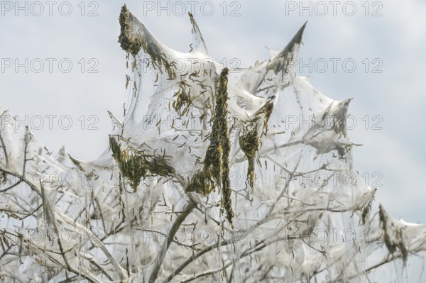Mass emergence of ermine moth caterpillars (Yponomeutidae) and their nesting webs hanging on in the branches of a bush, copy space, selected focus, narrow depth of field