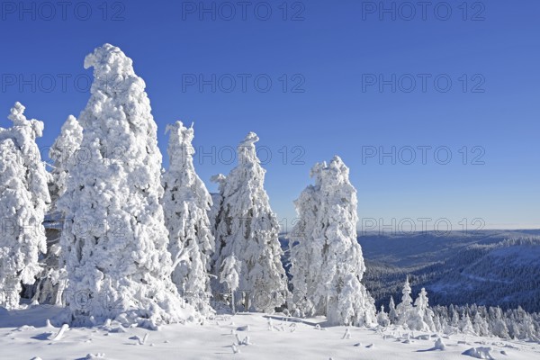 Winter landscape, trees with hoarfrost, Hornisgrinde, Central Black Forest nature park Park, Ortenaukreis, Northern Black Forest, Baden-Württemberg, Germany, Europe