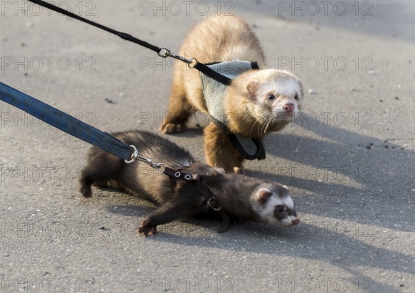 Two ferret for a walk with a collar and leash
