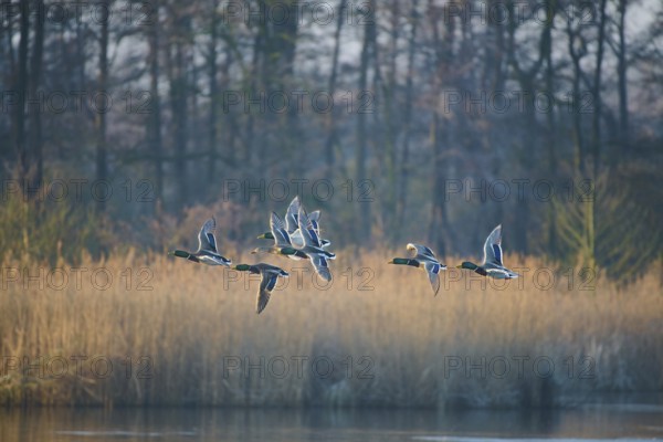 Mallards (Anas platyrhynchos) flying over a pond in the morning light in front of autumnal forest, Wismar-Kluß pond area, Wismar, Mecklenburg-Vorpommern, Germany, Europe