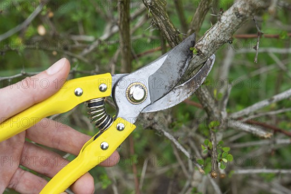 Pruning branches of the barberry bush with pruner shears in spring. The formation of the crown of a fruit trees, garden care. The gardener's hand is looking for a place to cut the branch correctly