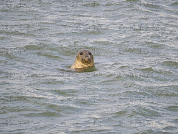 Harbour seal (Phoca vitulina) at the Dutch North Sea, Brouwersdam, province of South Holland, Netherlands