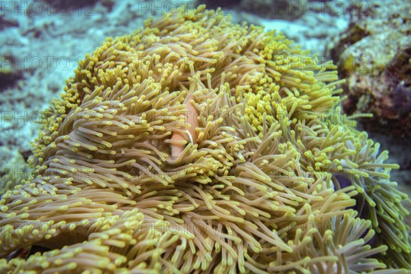 Pink skunk clownfish trying to hide, The Maldives