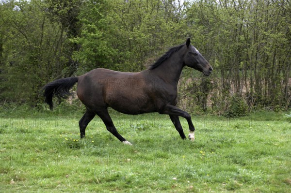 Akhal Teke, Horse Breed from Turkmenistan, Mare Galloping