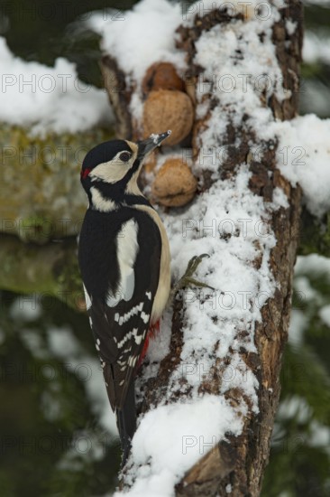 Great spotted woodpecker (Dendrocopos major), Great spotted woodpecker