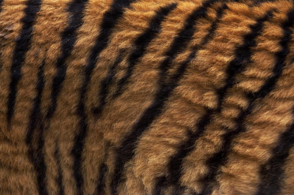 Siberian Tiger (panthera tigris altaica), Close up of Skin