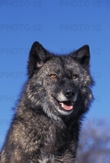 MACKENZIE VALLEY gray wolf (canis lupus) mackenzii, PORTRAIT OF AN ADULT, CANADA