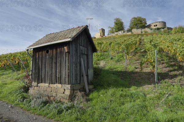 Vineyard hut, autumn in the vineyards near the Weibertreu castle ruins, Weinsberg, Weinsberg Valley, Heilbronn, Heilbronn-Franconia, Heilbronn-Franconia, Baden-Württemberg, Germany, Europe