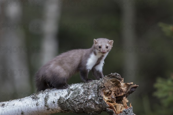 Stone marten, Martes foina, stone marten