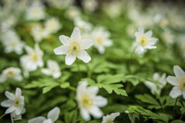 Close-up of white anemones and green leaves, sharp image in the foreground, spring-like nature, flowering anemone, anemone