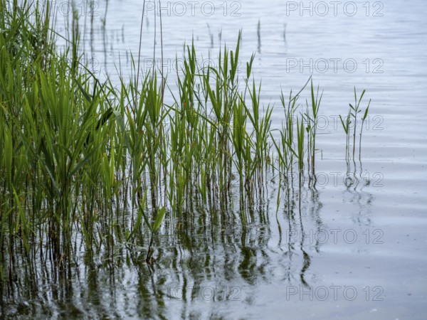 Common reed (Phragmites australis) on the shore of Lake Schaalsee, Zarrentin am Schaalsee, Mecklenburg-Western Pomerania, Germany, Europe
