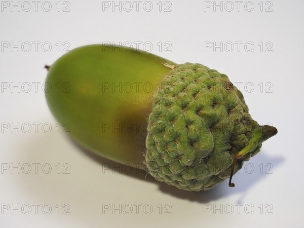 Acorn nut fruit of oak trees (Quercus), white background, North Rhine-Westphalia, Germany, Europe