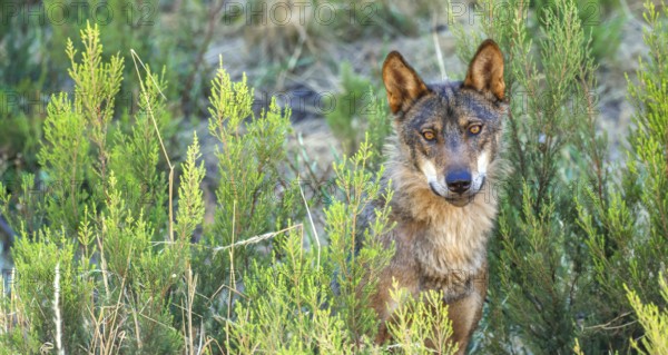 Iberian Wolf, Grey Wolf, Canis lupus signatus, Zamora, Castile and León, Spain, Europe
