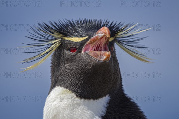 Rockhopper penguin (Eudyptes chrysocome), portrait, Pebble Island, Falkland Islands, Great Britain, South Atlantic, South America