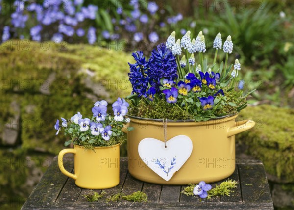Spring flower arrangement with colourful pansies, hyacinths and grape hyacinths in yellow enamel pots and a heart decoration