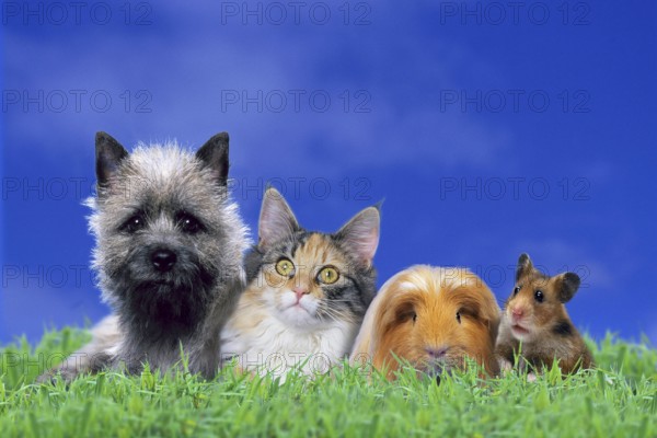 Pets: Cairn Terrier, Norwegian Forest Cat, Coronet Guinea Pig Pig and Golden Hamster, pets: Cairn terrier (animals) (outdoor) (meadow) (adult) (lying) (frontal) (head-on) (from the front) (friendship) (friendship) (group) (group) (four) (four) (mammals) (mammals) (rodents) (rodents) (pet) (domestic dog) (domestic cat) animal friendships animal friendships animal friendships