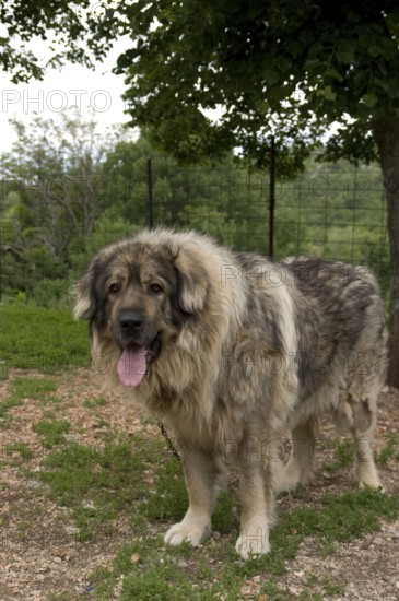Tornjak, Croatian shepherd dog, guard dog, chain dog, on chain