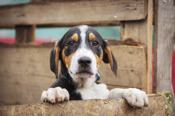Portrait of sad dog puppy in shelter behind fence waiting to be adopted