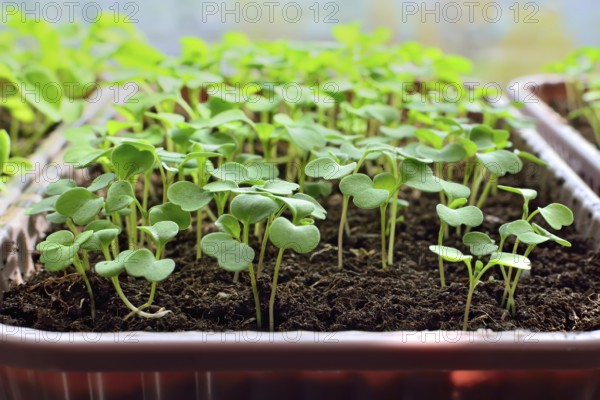 Arugula seedlings close up growing on the windowsill in a plastic box